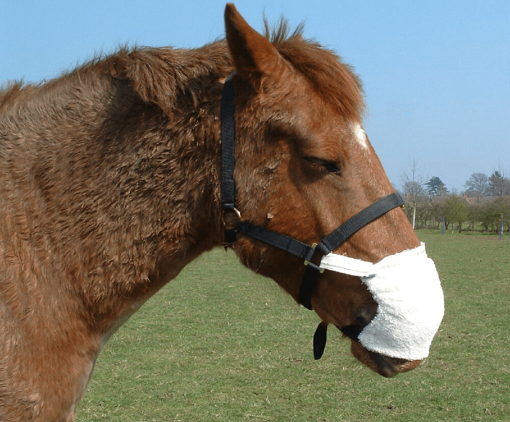 Equine Breather pack everything you need to help your horse recover