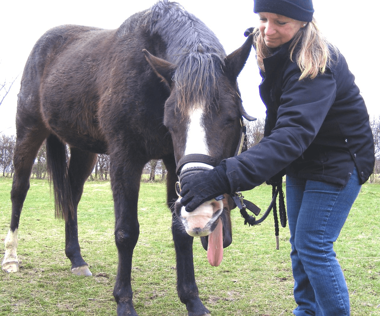 Equine Breathing Trainer Course