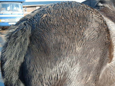 no sweet-itch sores after Equine Breathing