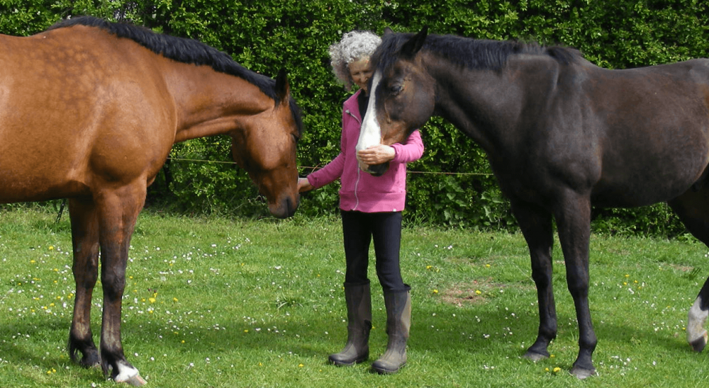 Horses relaxing with Equine Breathing