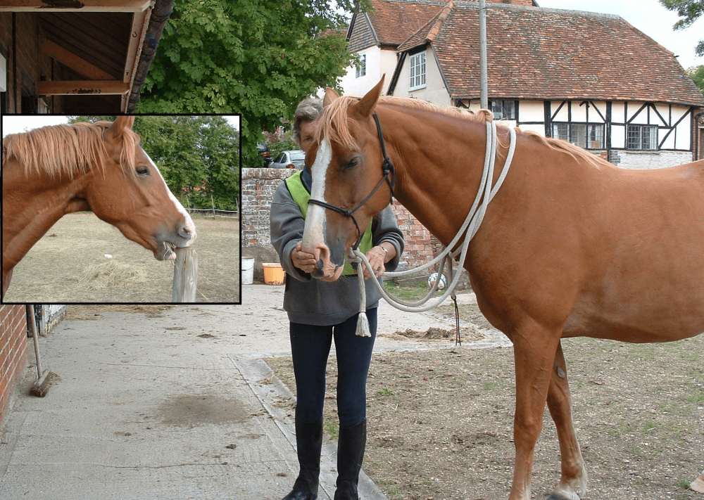 Horse getting relief from windsucking with 1N Equine Breathing