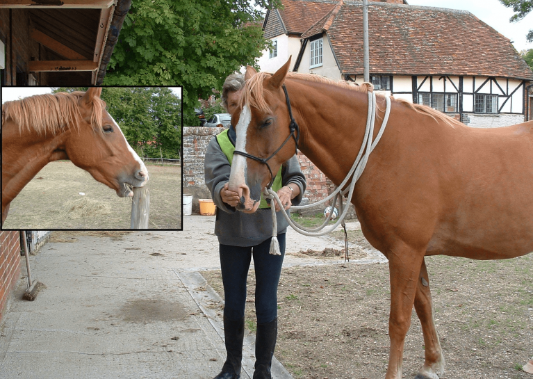 Equine Breathing help your horse recover from windsucking / cribbing