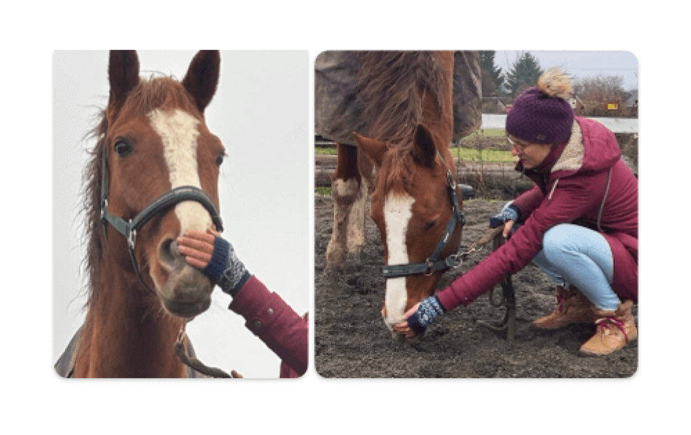 Equine Breathing Cestina 1N example