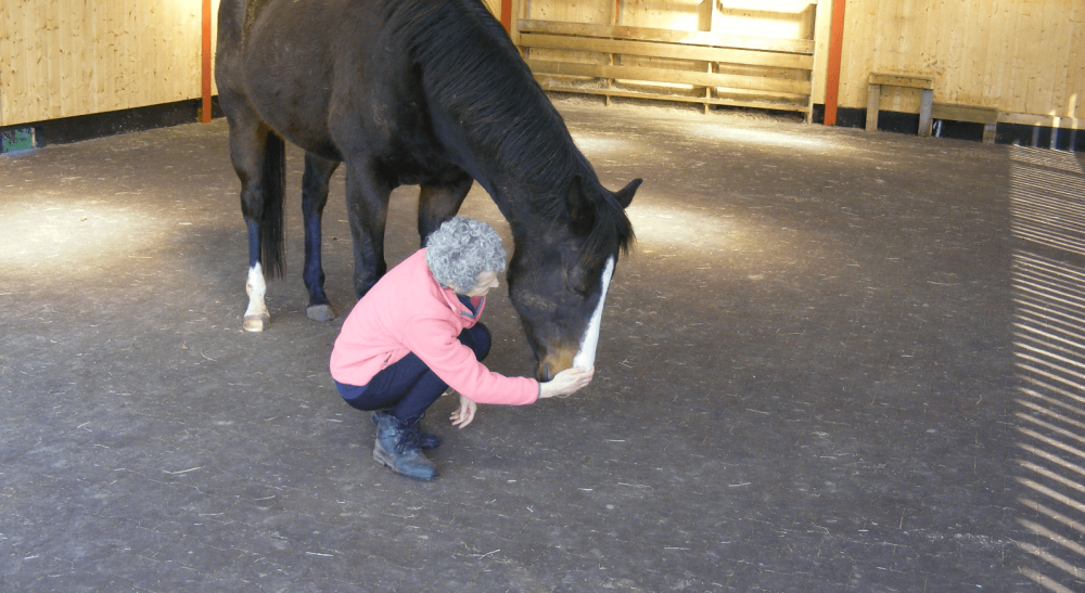 Un cheval profite de la methode 1N d'Equine Breathing