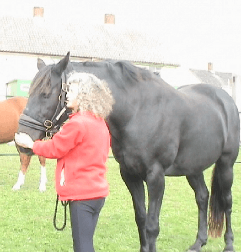 schwarzes Pferd, das mit 1N sich entspannt