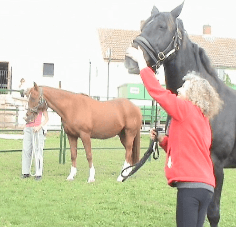 schwarze Pferd widersteht zuerst 1N, indem sie den Kopf hebt