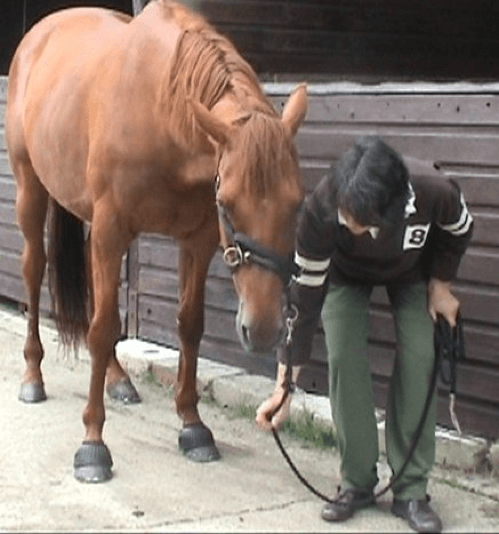 Horse doing head down 'Control of Movement' exercise