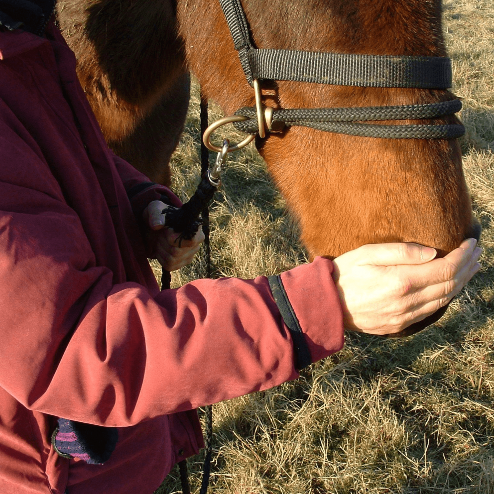 Correct position of hand in Equine Breathing 1N method