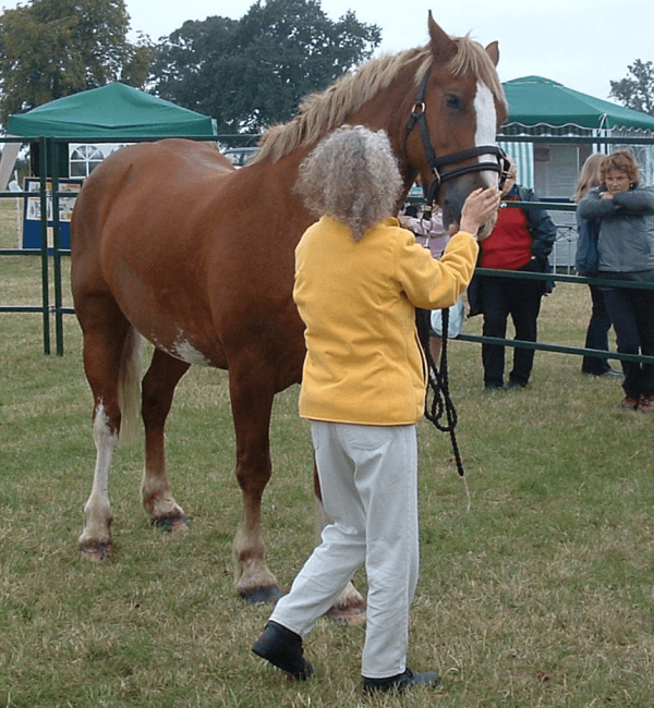 Help your horse heal with these instructions for Equine Breathing 1N