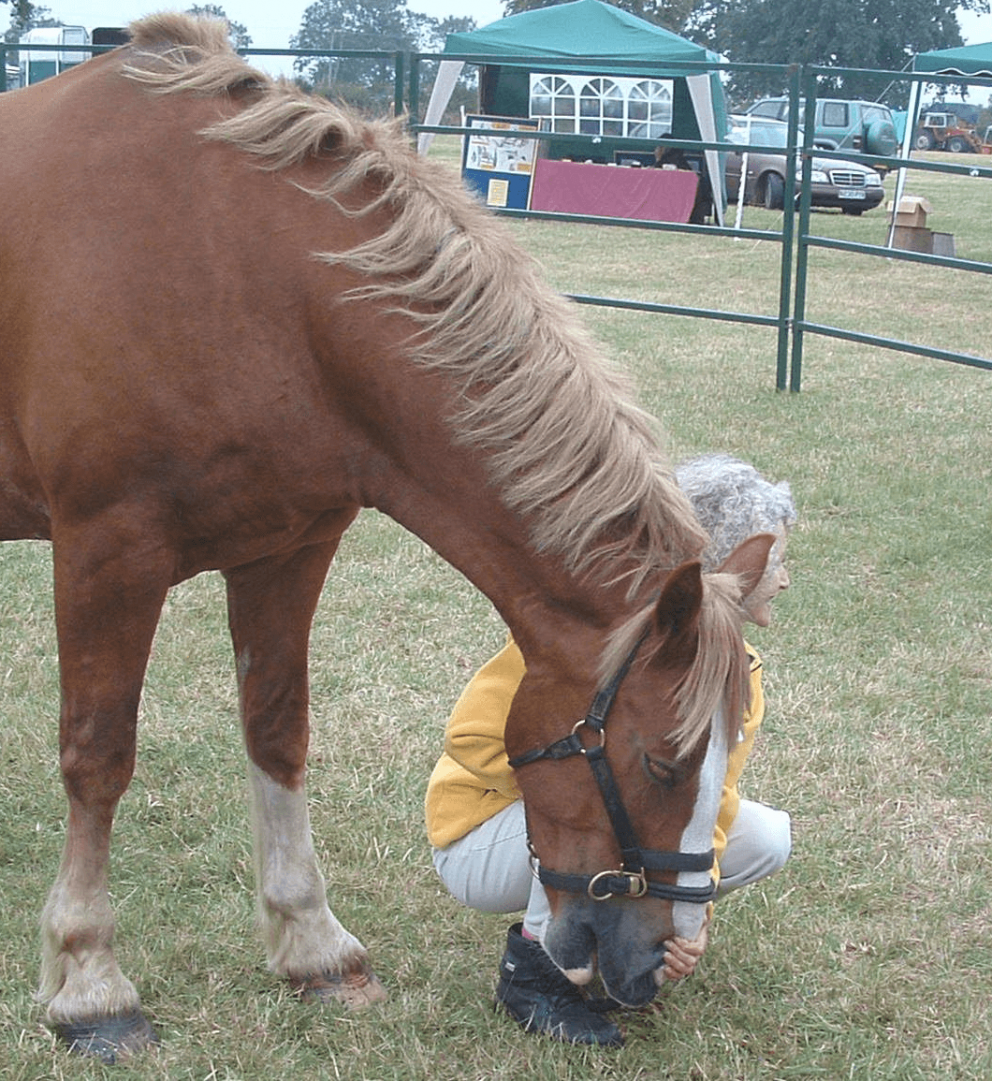 Horse relaxing with head down in first experience of 1N