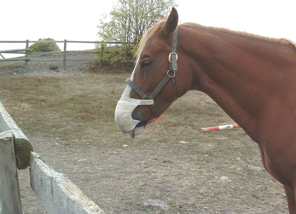 Horse ailments and behavioural problems can Equine Breathing help?