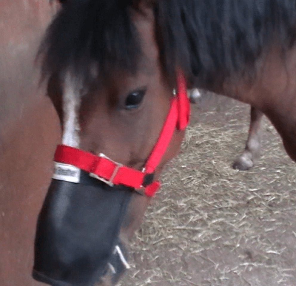 Pony Ben wearing his All Weather Breather