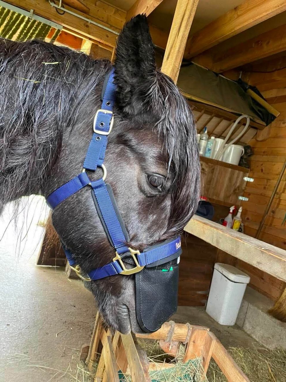 jument islandaise Equine Breathing