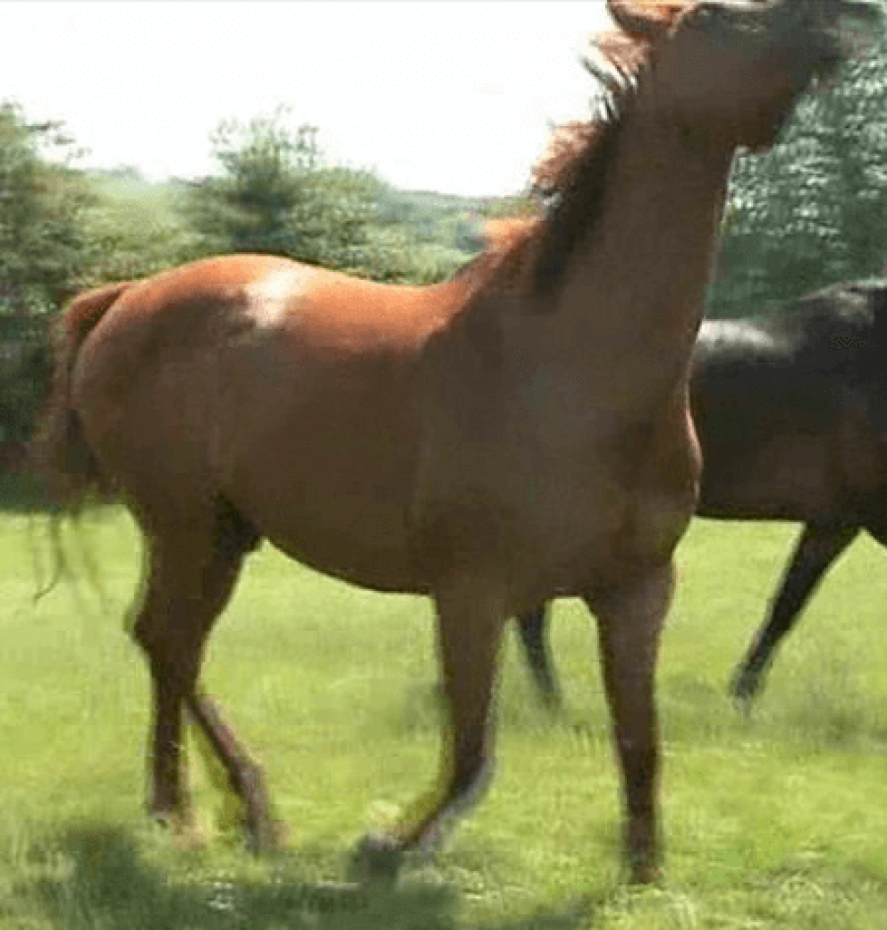 Headshaking symptoms before Equine Breathing