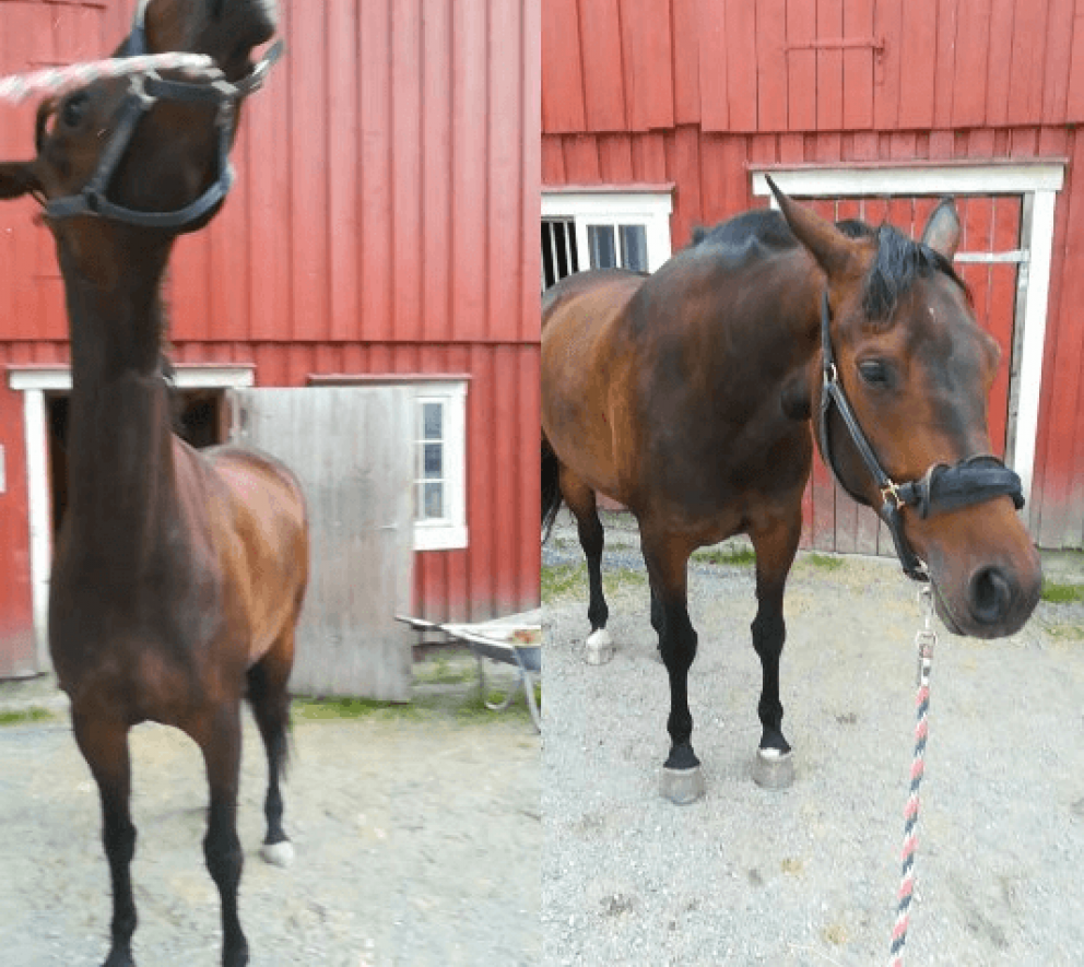 The effect of 1N  Equine Breathing on headshaking symptoms