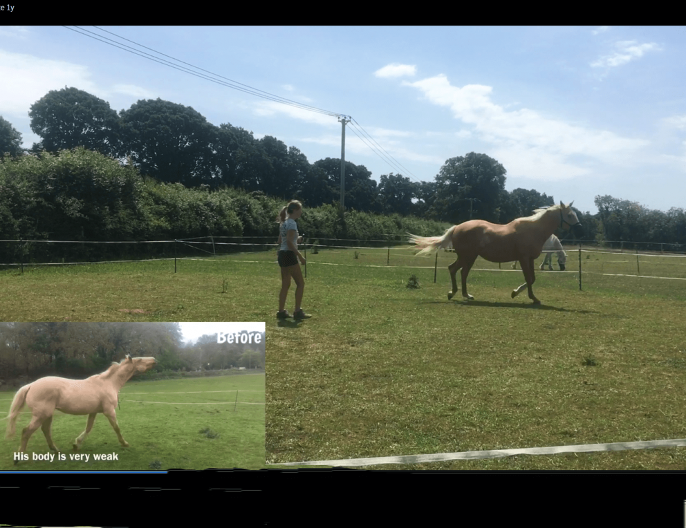 Headshaking recovery before and after video