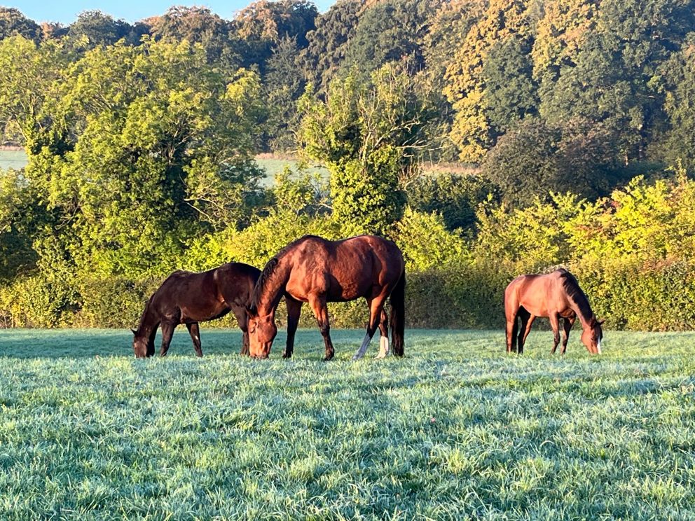 horses grazing together
