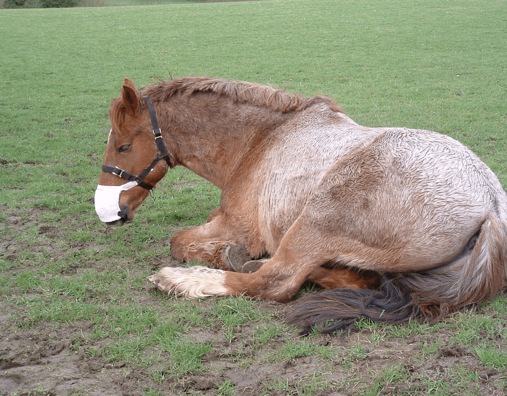 Equine Breathing the natural way to help horses. How does it work?