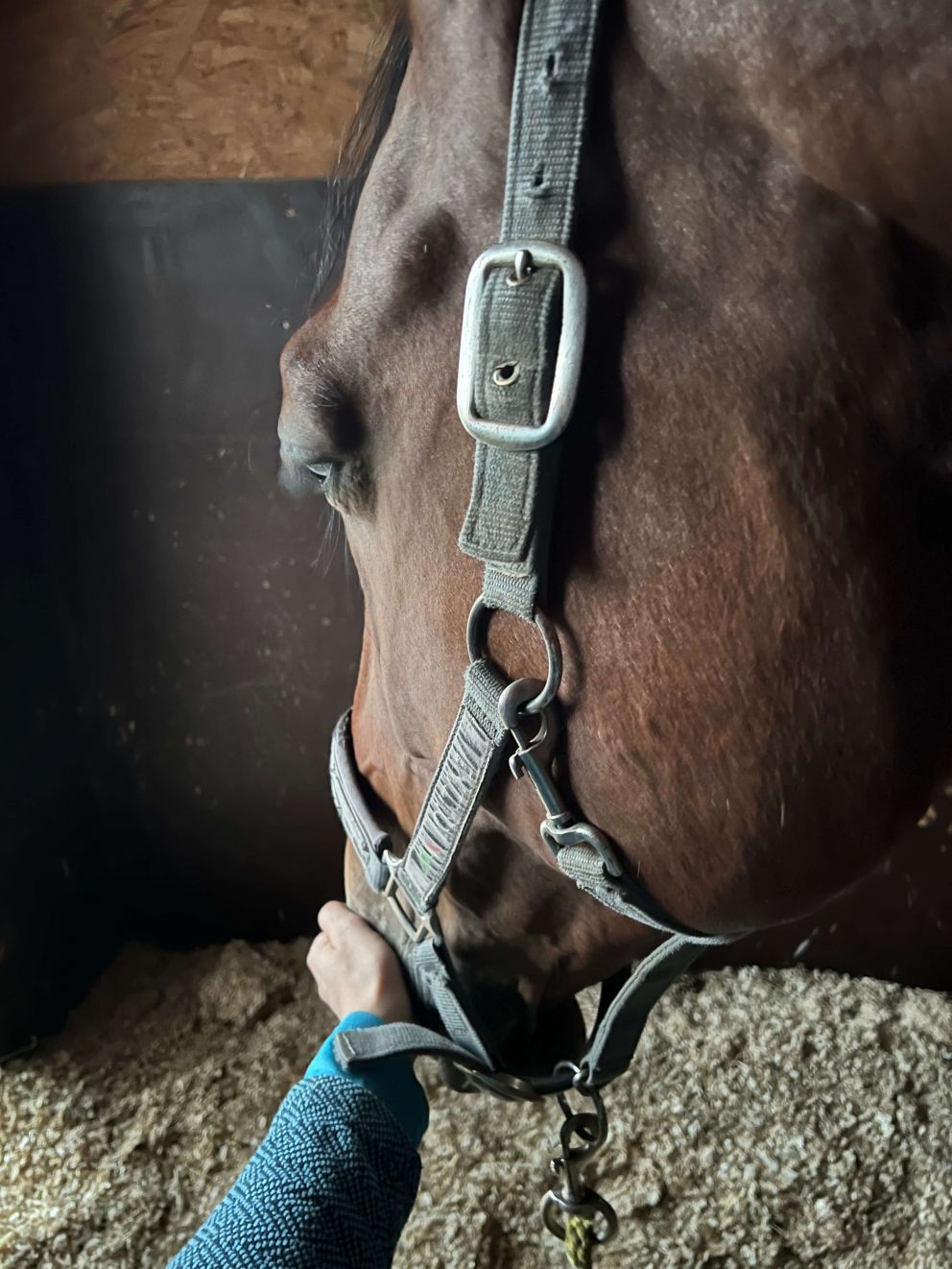 Horse F relax in 1N