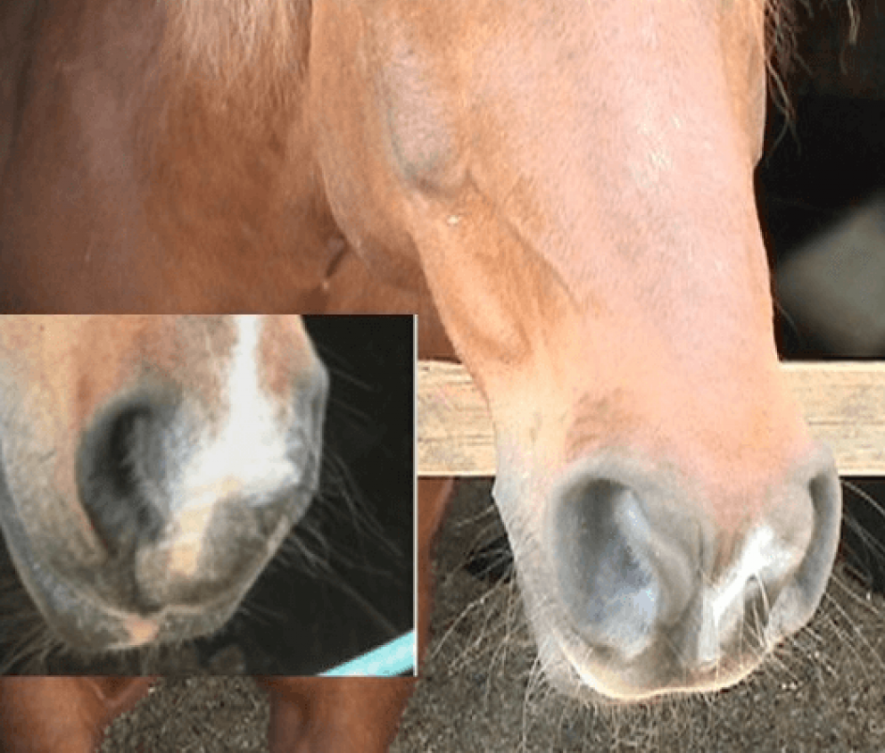 Equine Breathing - the natural way to help horses | Overview