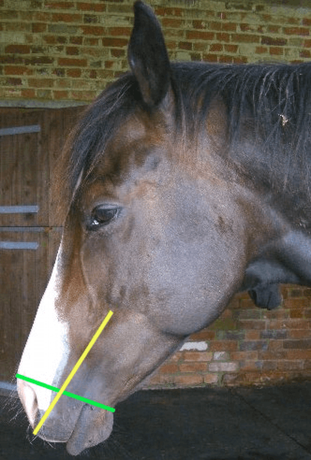 Horse head showing how to measure for an All Weather Breather size
