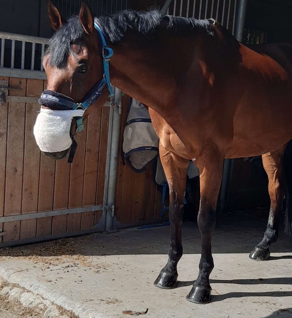 Upton appréciant sa session de l'Equine Breather