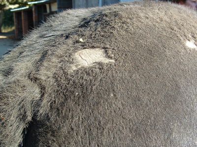 Sweet-itch sores before Equine Breathing trial