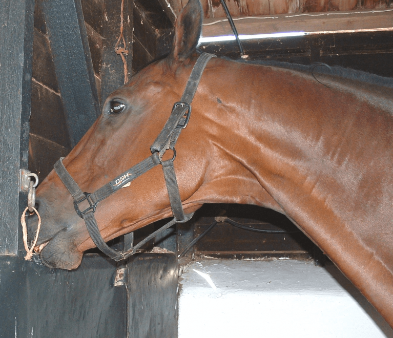 Equine Breathing help your horse recover from windsucking / cribbing