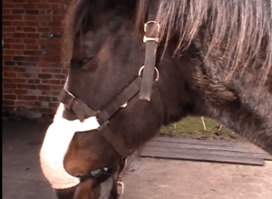 Extrait de la vidéo de formation Equine Breather