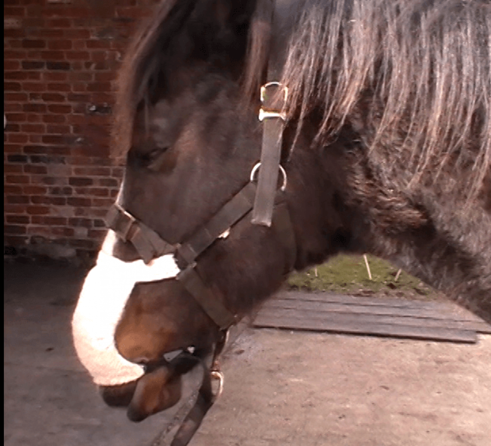 vignette vidéo de l'extrait de la vidéo de formation de l'Equine Breather