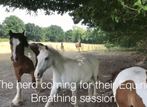 Whole herd doing Equine Breathing