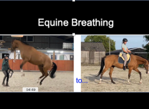 Calming a spooky horse with Equine Breathing