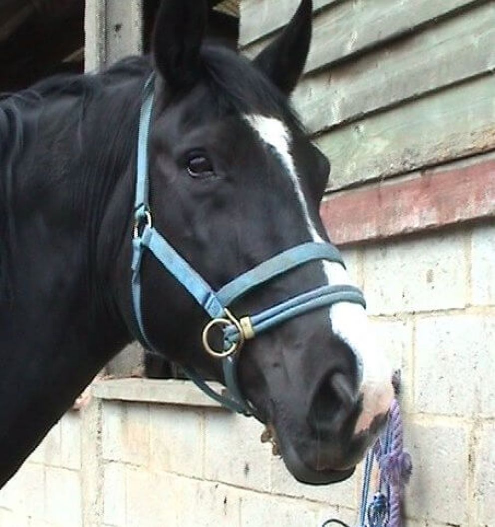 thumbnail for 'Why does my horse breathe heavy' video