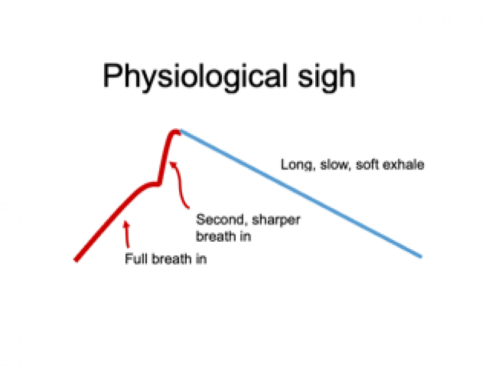 How to do a Physiological sigh diagram